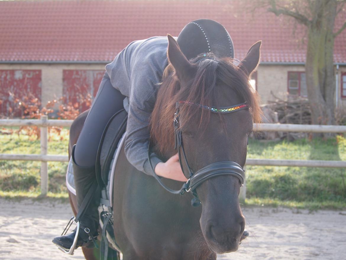 Anden særlig race Fray belize billede 3