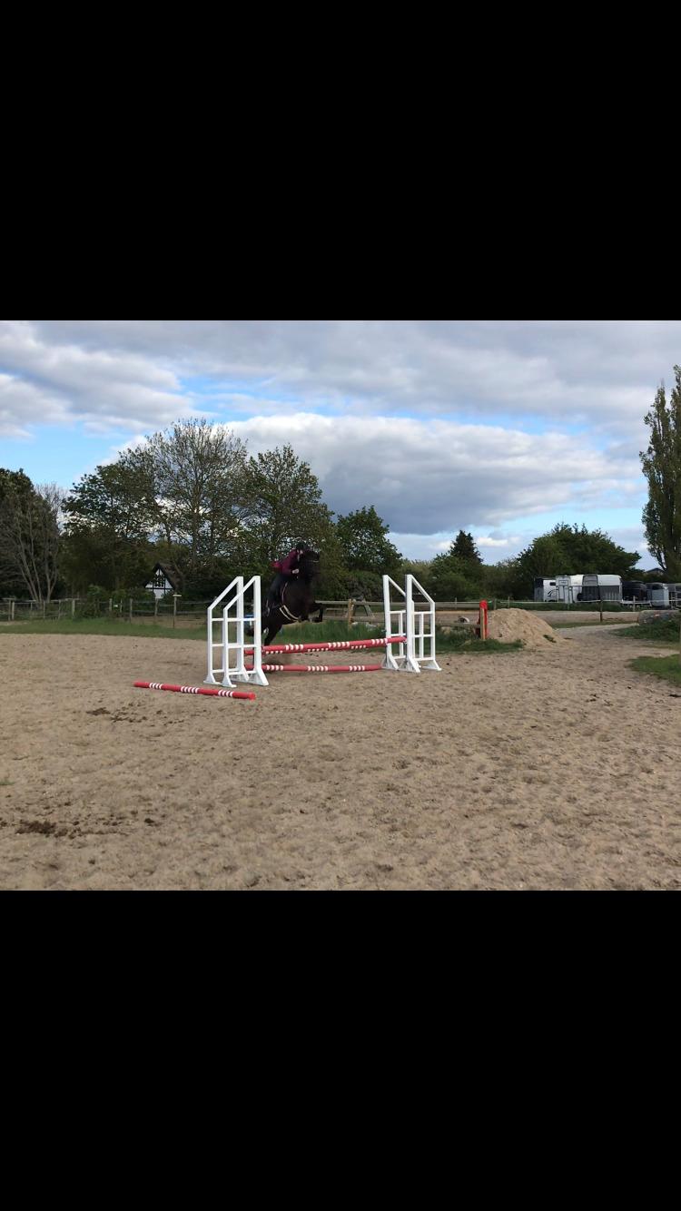 Anden særlig race Fray belize billede 11