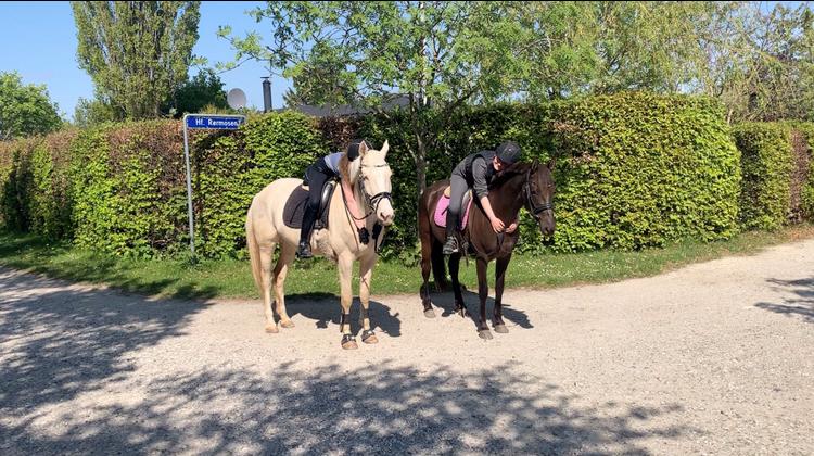 Anden særlig race Fray belize billede 10