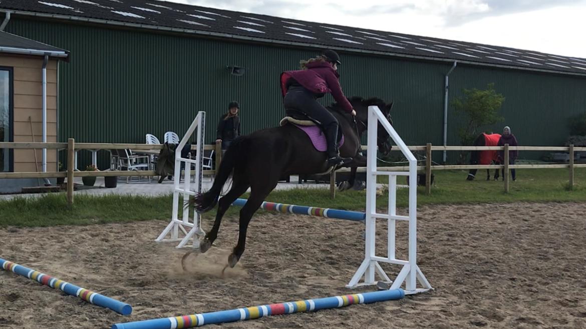 Anden særlig race Fray belize billede 12