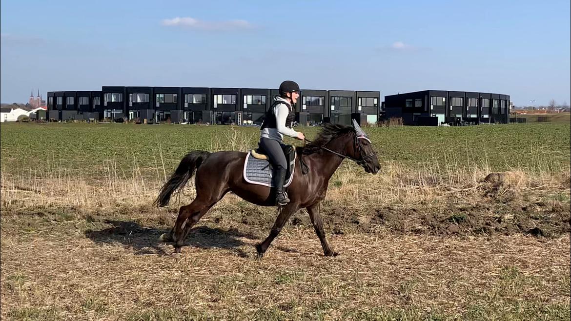 Anden særlig race Fray belize billede 8