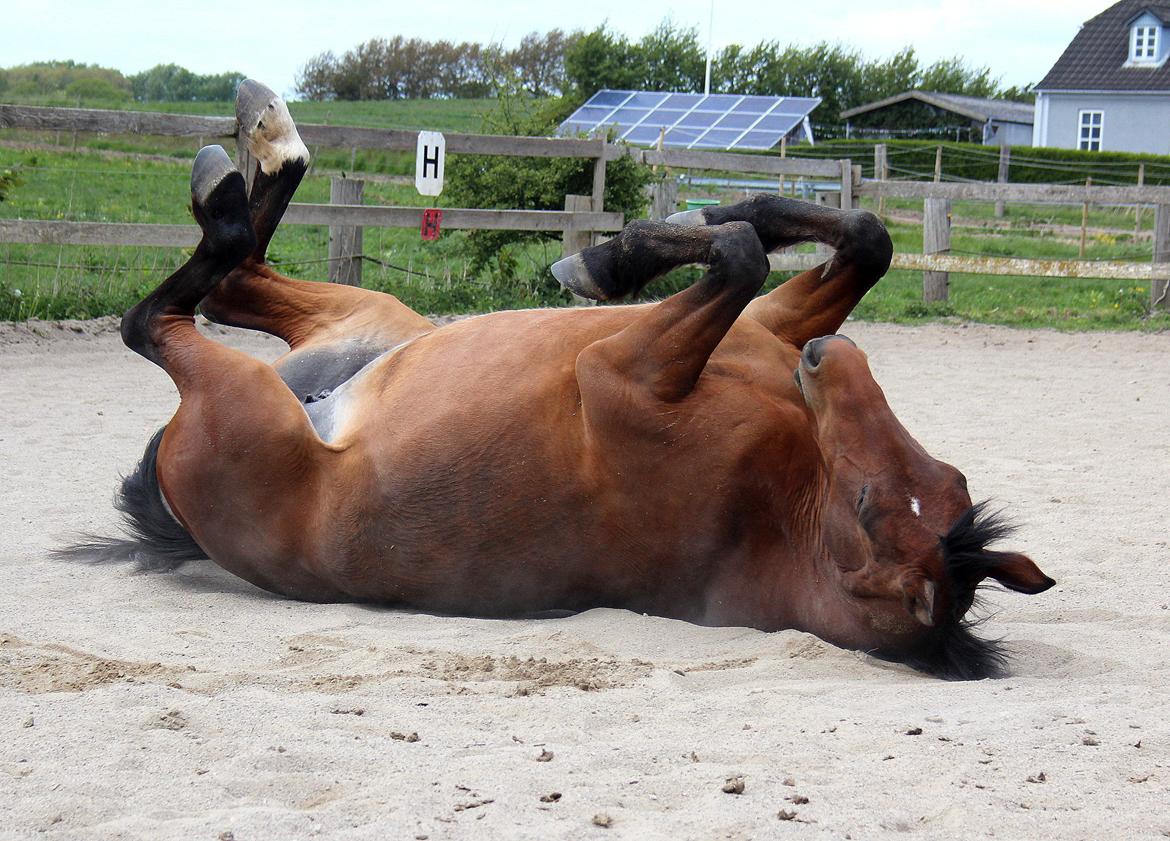 Anden særlig race Karlsbjerggårds sakia billede 6