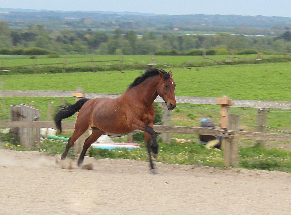 Anden særlig race Karlsbjerggårds sakia billede 9