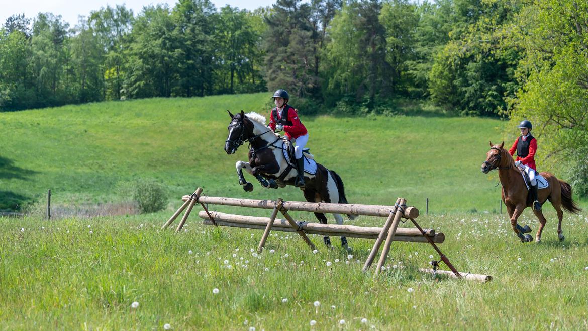 Tysk Sportspony Kyesgårds Zeldana billede 3