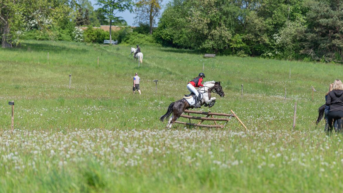 Tysk Sportspony Kyesgårds Zeldana billede 5