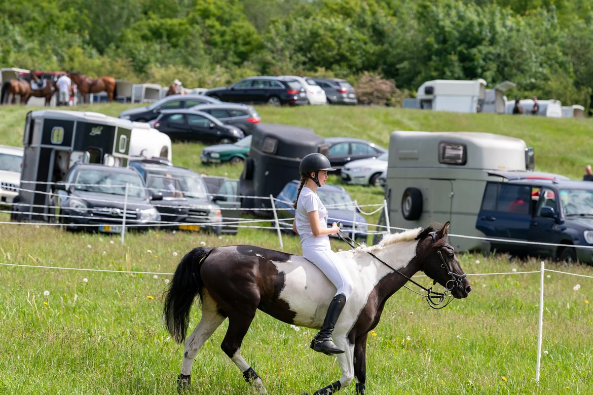Tysk Sportspony Kyesgårds Zeldana billede 7