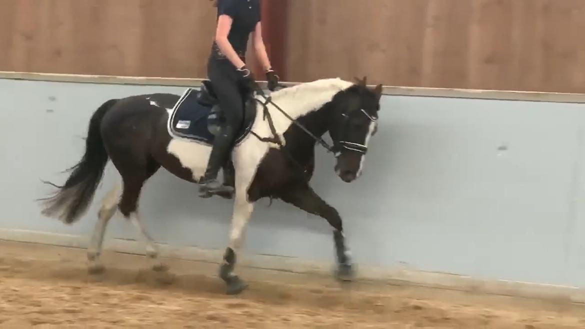 Tysk Sportspony Kyesgårds Zeldana billede 2