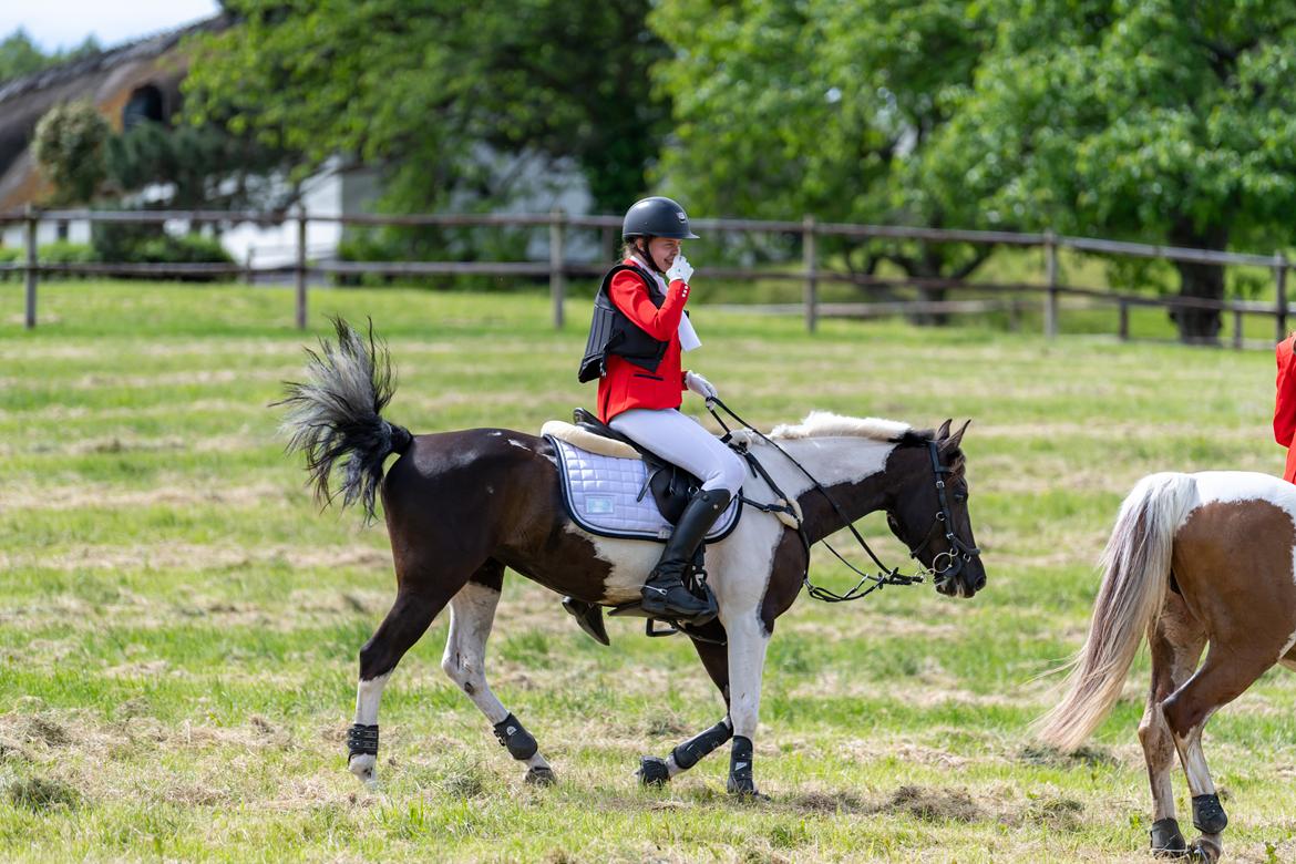 Tysk Sportspony Kyesgårds Zeldana billede 6