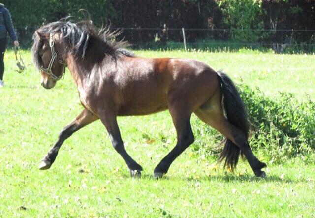 Dartmoor Fair Tornado HIMMELHEST billede 1