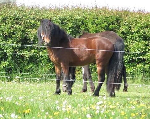 Dartmoor Fair Tornado HIMMELHEST billede 2