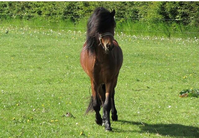 Dartmoor Fair Tornado HIMMELHEST billede 3