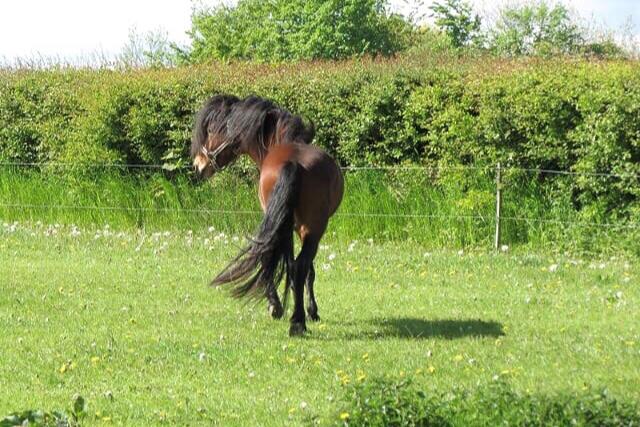 Dartmoor Fair Tornado HIMMELHEST billede 5
