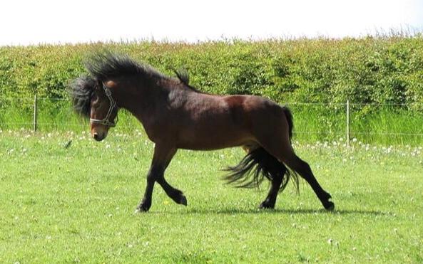 Dartmoor Fair Tornado HIMMELHEST billede 6