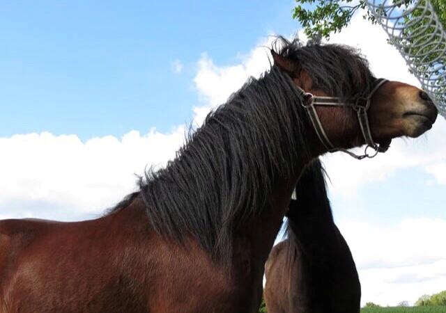 Dartmoor Fair Tornado HIMMELHEST billede 7