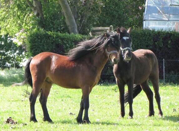 Dartmoor Fair Tornado HIMMELHEST billede 8