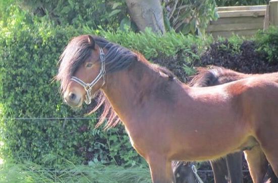 Dartmoor Fair Tornado HIMMELHEST billede 9