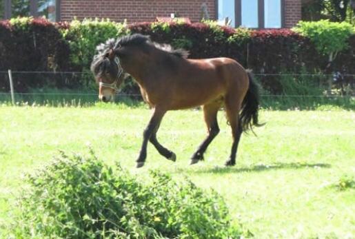 Dartmoor Fair Tornado HIMMELHEST billede 10
