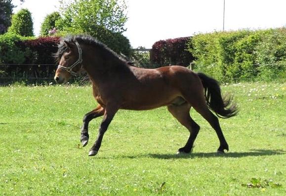 Dartmoor Fair Tornado HIMMELHEST billede 11