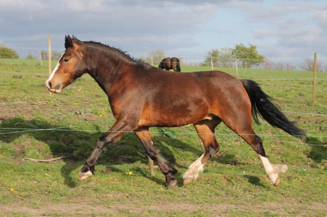 Welsh Pony af Cob-type (sec C) Flynn Rider billede 7