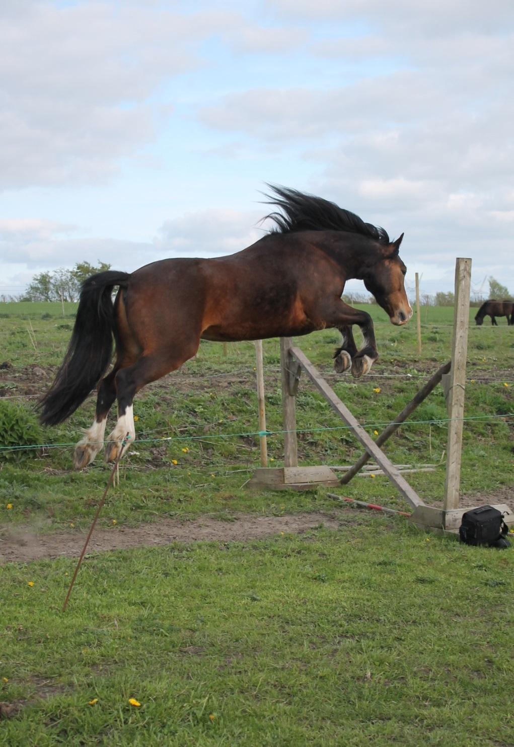 Welsh Pony af Cob-type (sec C) Flynn Rider billede 4