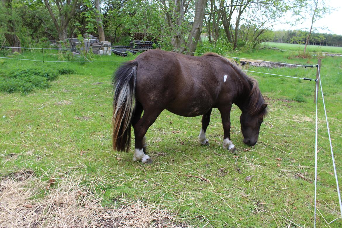 Shetlænder Coco - 18-05-20 billede 6