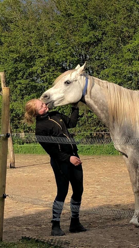 Arabisk fuldblod (OX) Rafiq ox billede 2