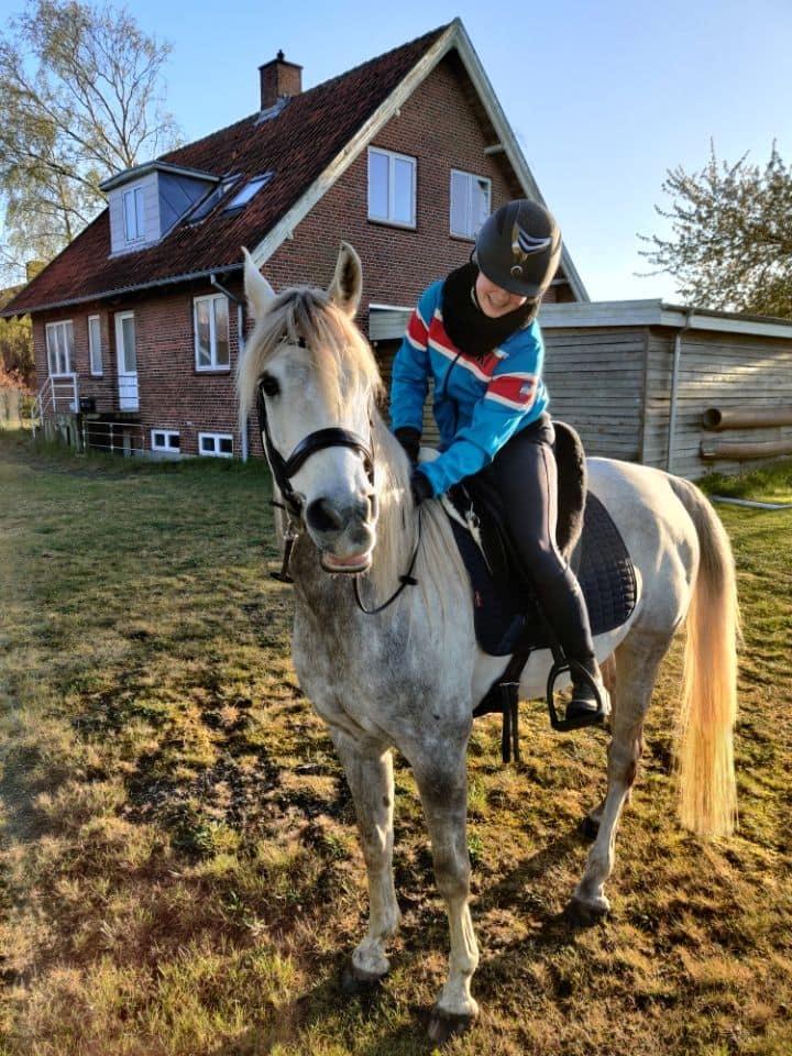 Arabisk fuldblod (OX) Rafiq ox billede 3