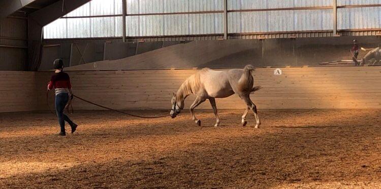 Arabisk fuldblod (OX) Rafiq ox billede 6