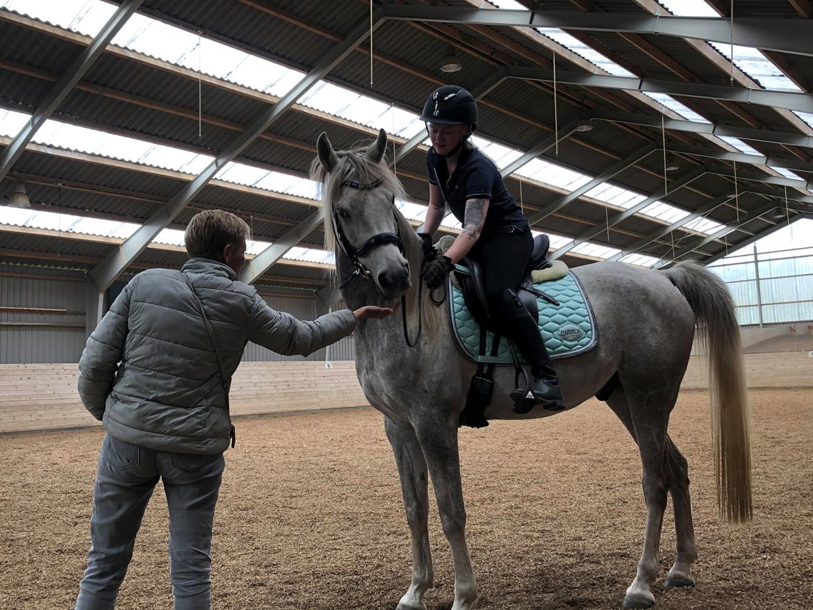 Arabisk fuldblod (OX) Rafiq ox billede 4