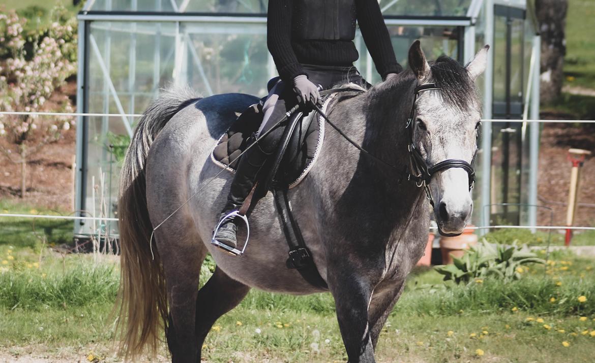 Anden særlig race Bryggergårdens hidalgo billede 2