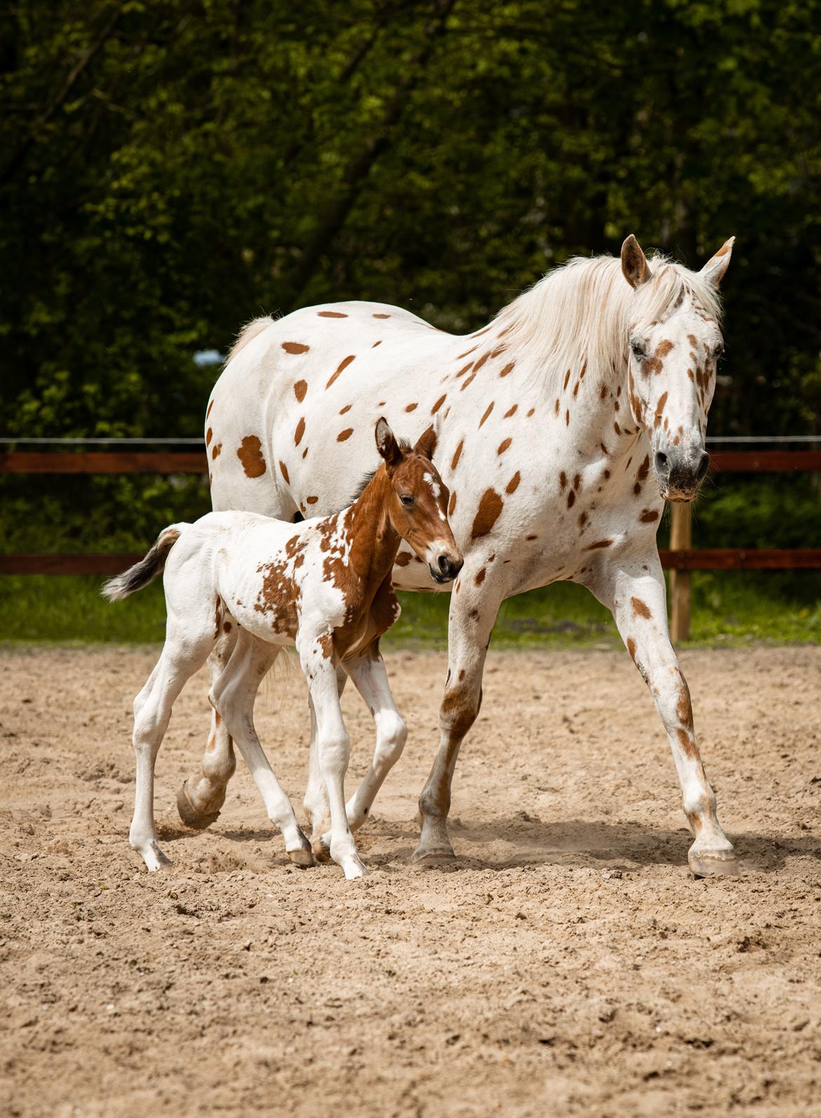 Knabstrupper Nymarks Pixel billede 1