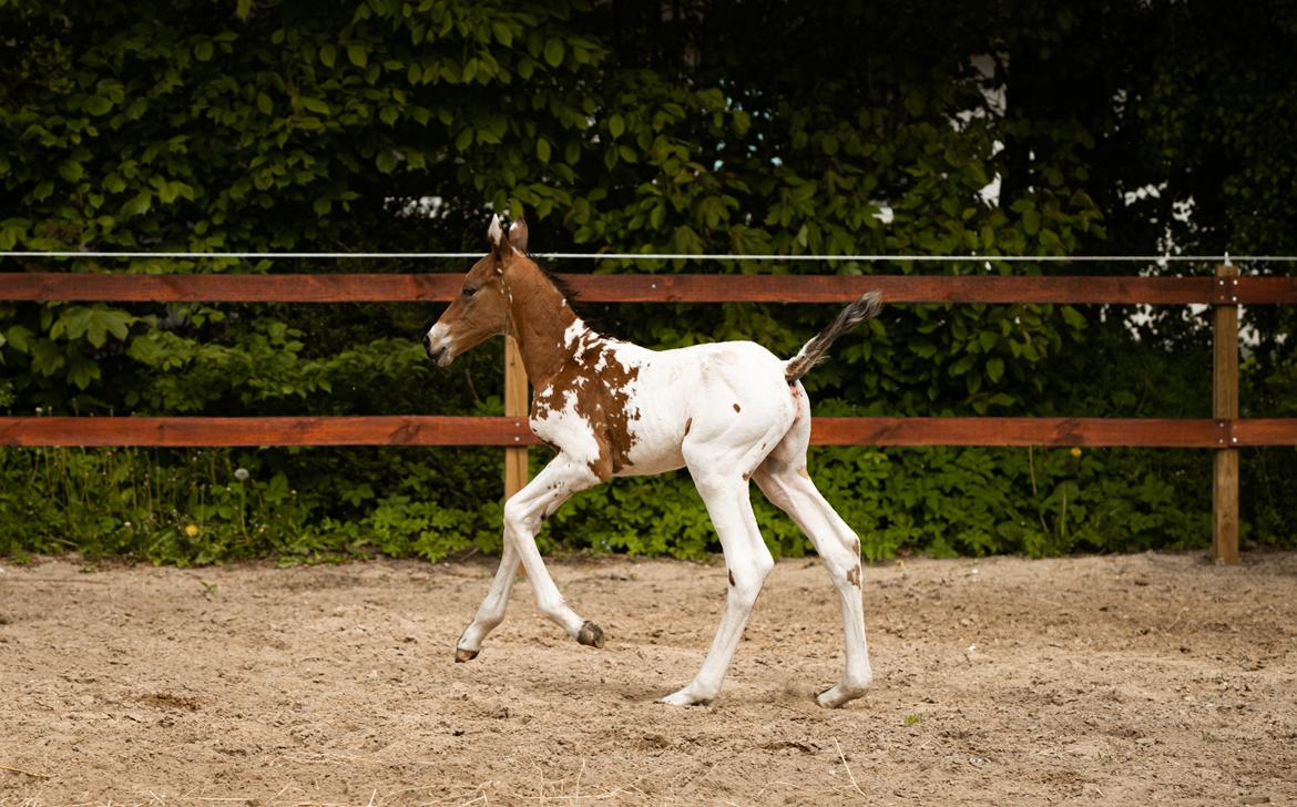 Knabstrupper Nymarks Pixel billede 4