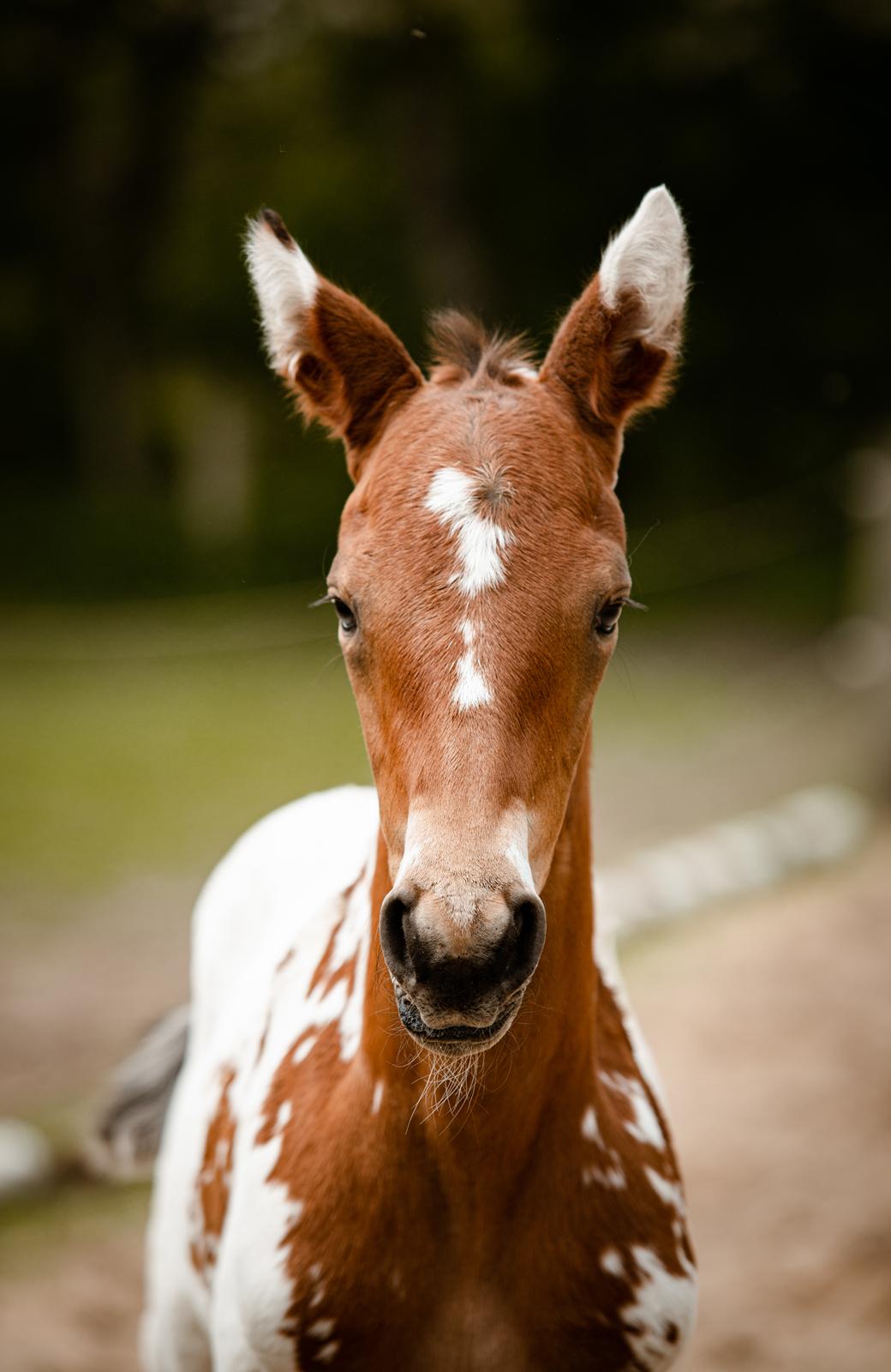 Knabstrupper Nymarks Pixel billede 6