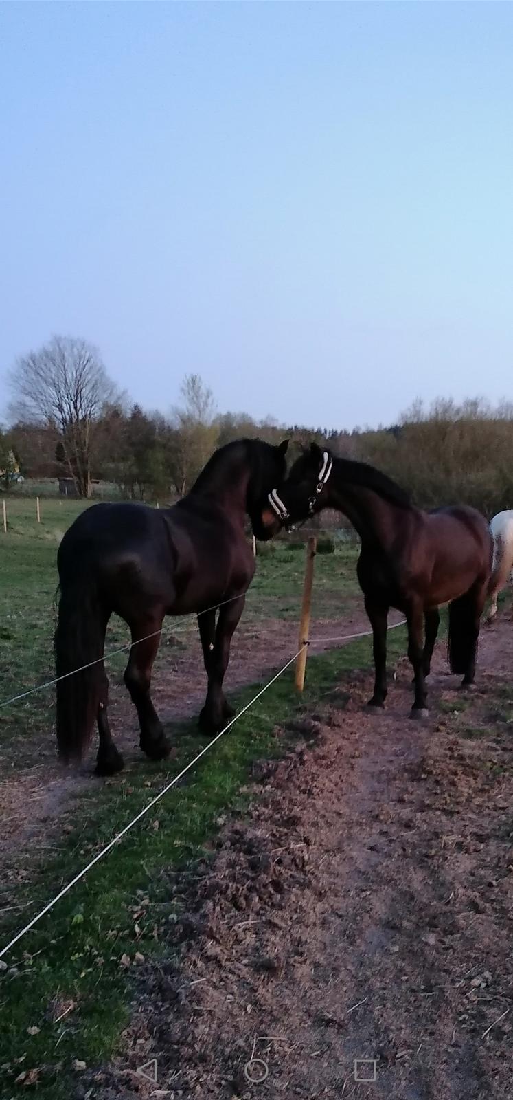 Frieser Ghost - Ghost og Fagaro  billede 7