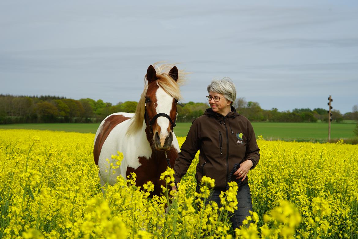 Pinto Araber Lauge's diablo *2020* billede 1