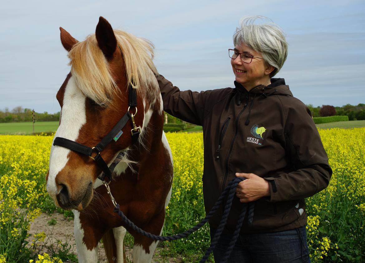 Pinto Araber Lauge's diablo *2020* billede 10