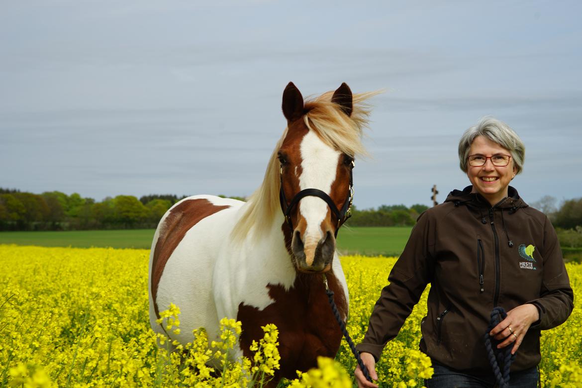 Pinto Araber Lauge's diablo *2020* billede 13