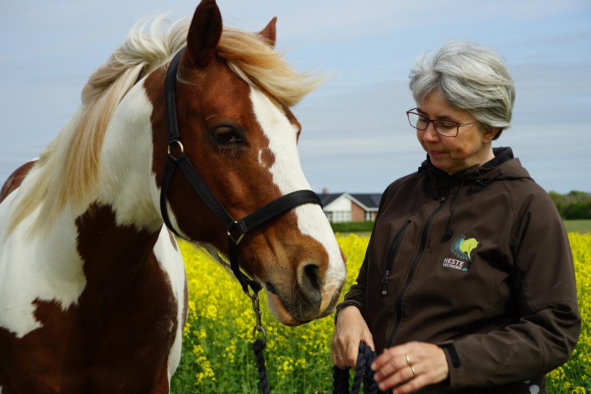 Pinto Araber Lauge's diablo *2020* billede 14