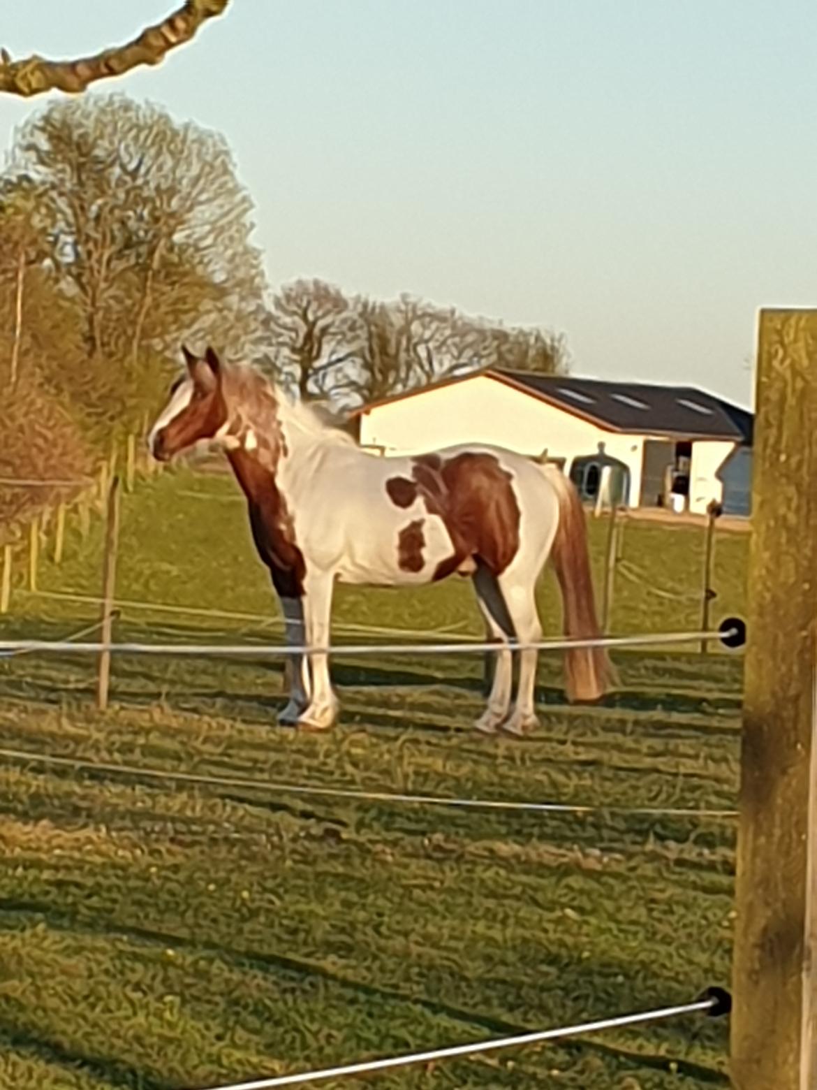 Pinto Araber Lauge's diablo *2020* billede 15