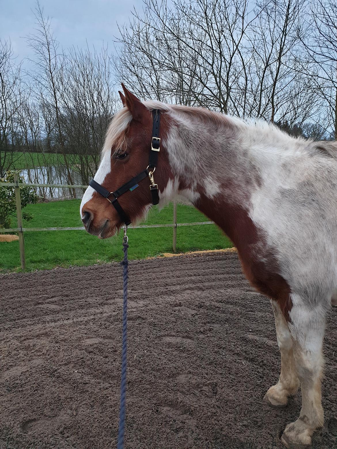 Pinto Araber Lauge's diablo *2020* billede 17