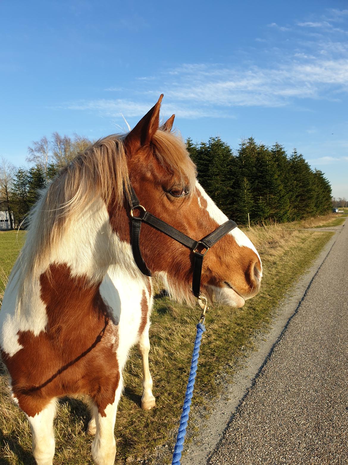 Pinto Araber Lauge's diablo *2020* billede 16