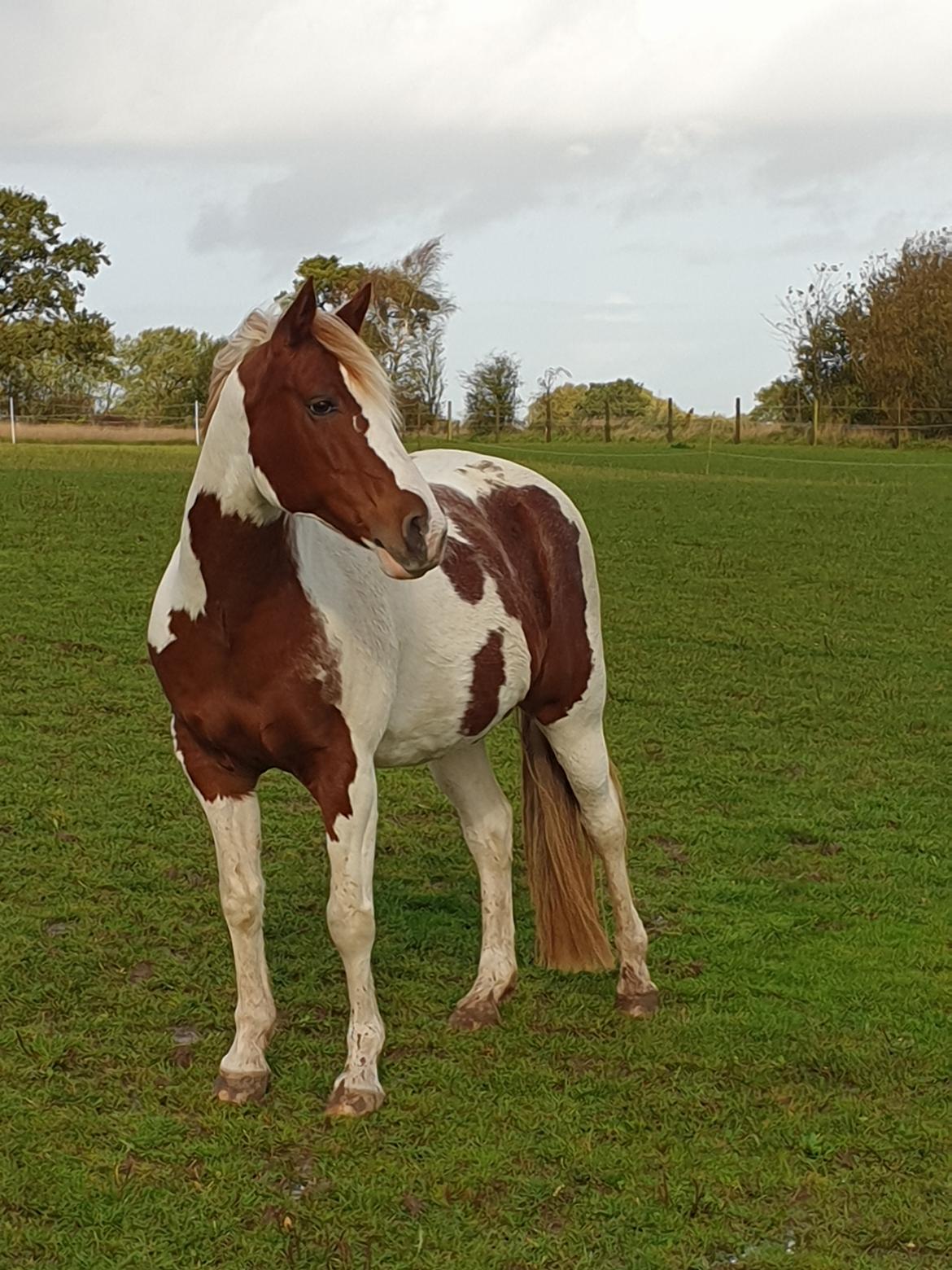 Pinto Araber Lauge's diablo *2020* billede 19