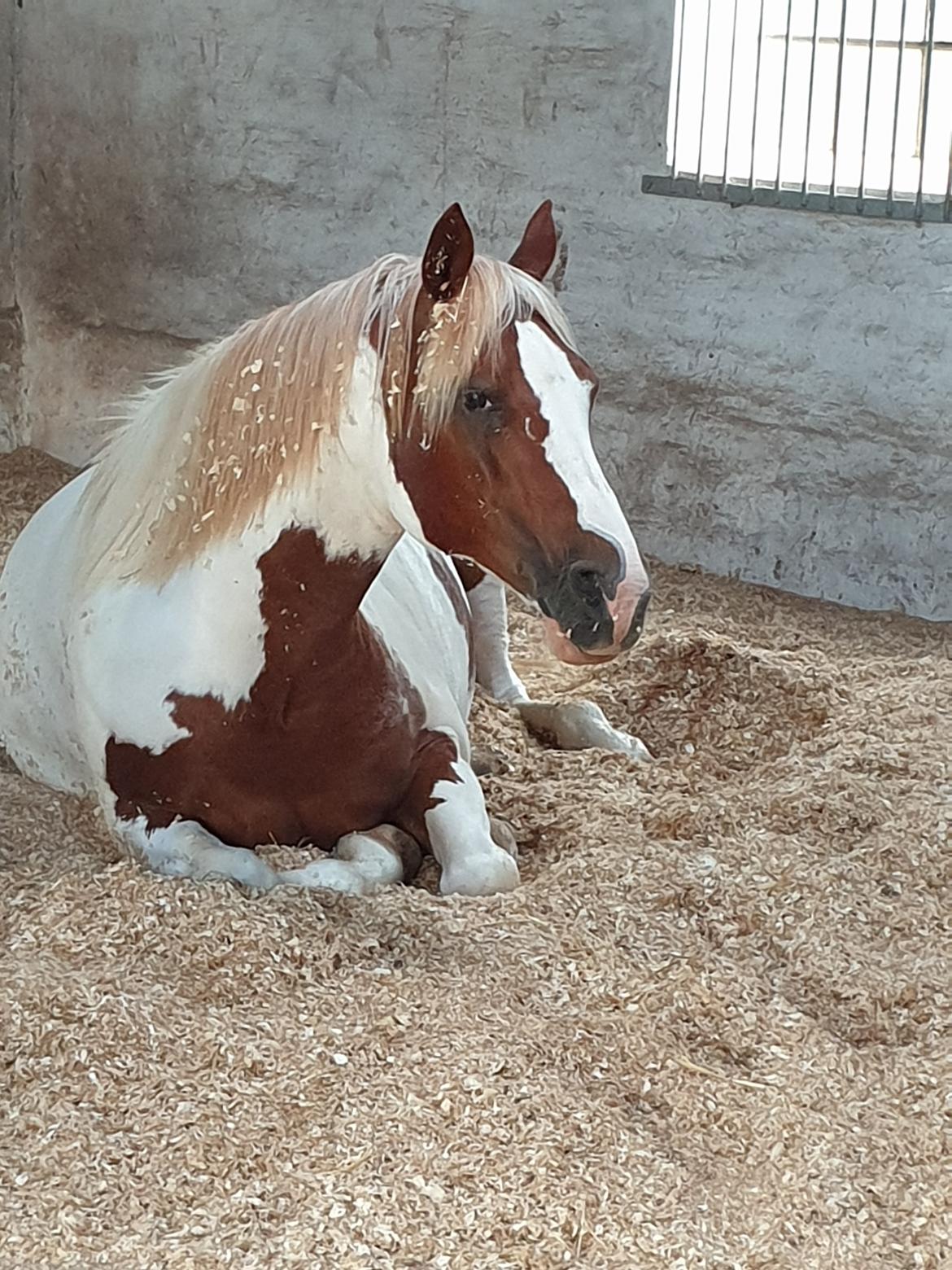 Pinto Araber Lauge's diablo *2020* billede 20