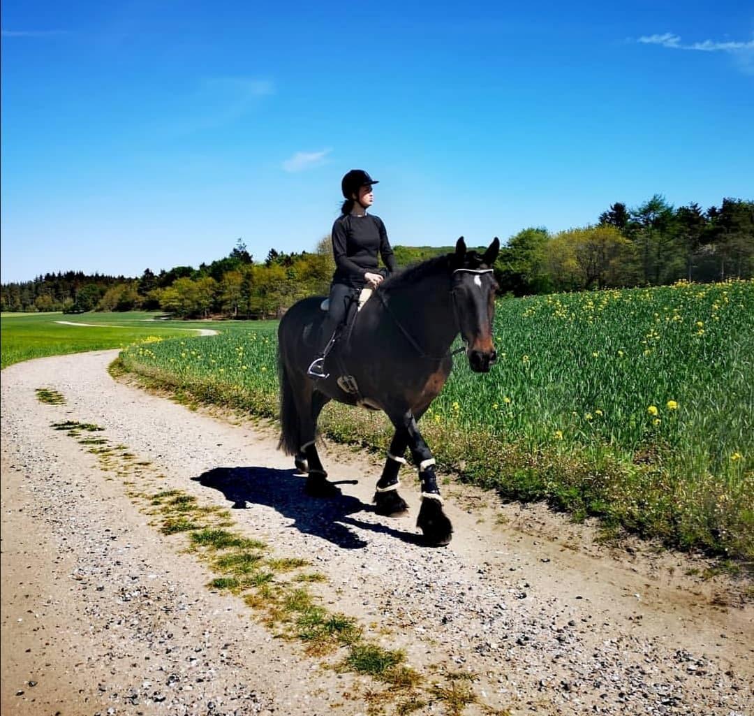 Anden særlig race Sir John John billede 1