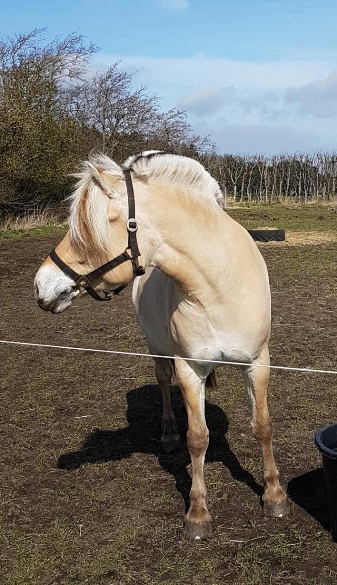 Fjordhest Oblings Frida billede 3