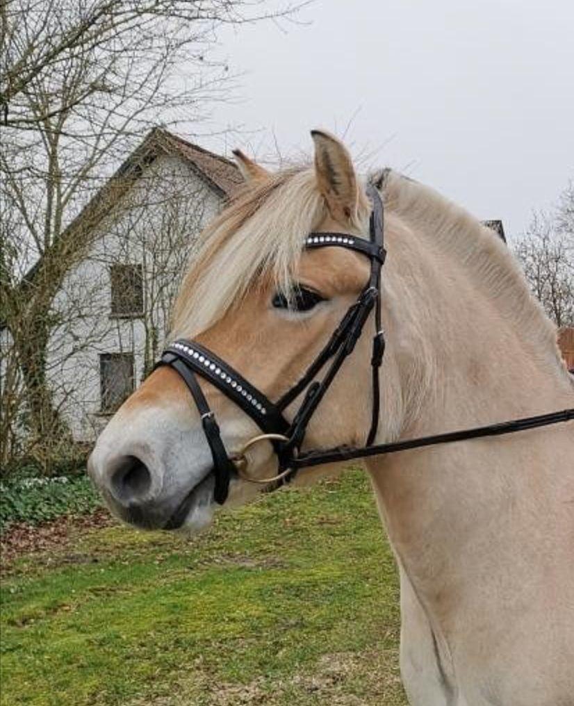 Fjordhest Oblings Frida billede 6