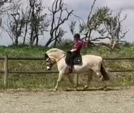 Fjordhest Oblings Frida billede 7