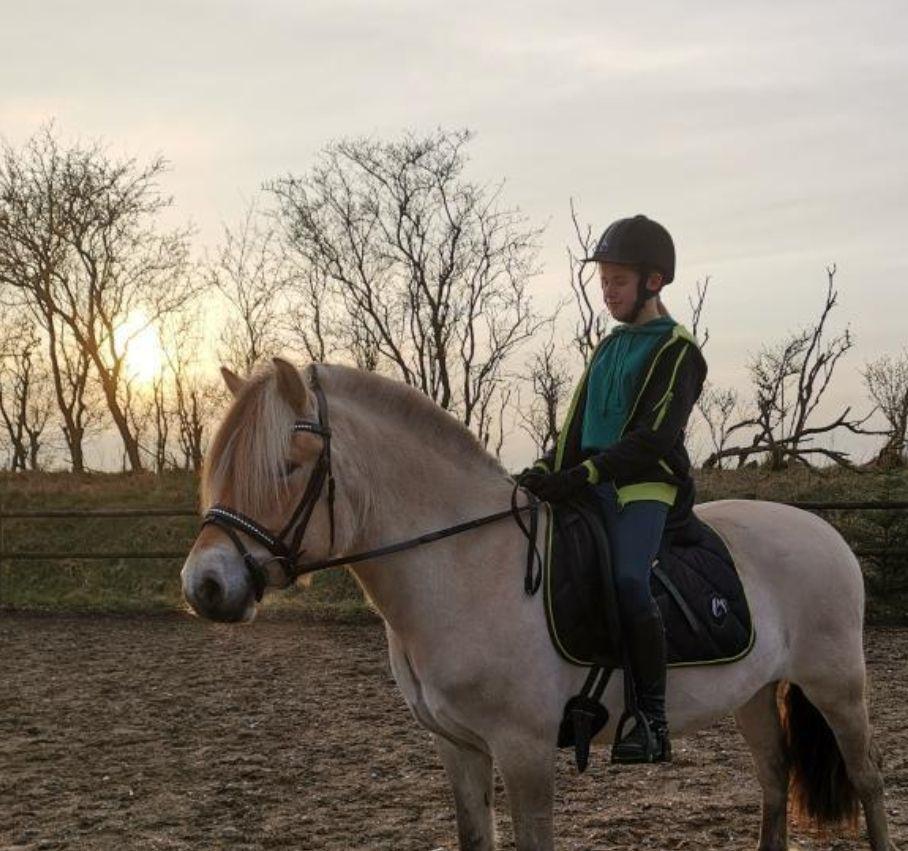 Fjordhest Oblings Frida billede 2