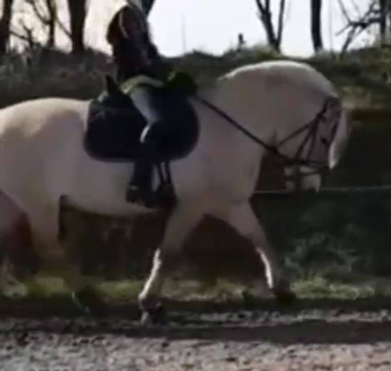 Fjordhest Oblings Frida billede 4