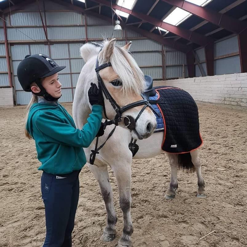 Fjordhest Oblings Frida billede 5